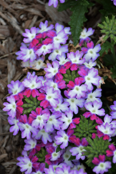 Hurricane Purple Blue Verbena (Verbena 'Wesverhupubl') at Lakeshore Garden Centres
