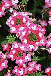 Hurricane Red Verbena (Verbena 'Wesverhure') at Lakeshore Garden Centres