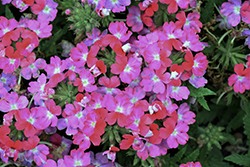 Hurricane Red Verbena (Verbena 'Wesverhuvire') at Lakeshore Garden Centres