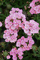 Voodoo Candy Star Verbena (Verbena 'Voodoo Candy Star') at Lakeshore Garden Centres