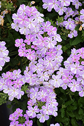 Voodoo Lavender Star Verbena (Verbena 'Voodoo Lavender Star') at Lakeshore Garden Centres