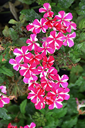 Voodoo Merlot Star Verbena (Verbena 'Voodoo Merlot Star') at Lakeshore Garden Centres