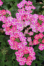 Voodoo Pink Star Verbena (Verbena 'Voodoo Pink Star') at Lakeshore Garden Centres