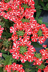 Voodoo Red Star Verbena (Verbena 'Voodoo Red Star') at Lakeshore Garden Centres