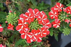 Voodoo Red Star Verbena (Verbena 'Voodoo Red Star') at Lakeshore Garden Centres
