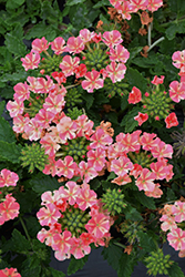 Voodoo Salmon Star Verbena (Verbena 'Voodoo Salmon Star') at Lakeshore Garden Centres