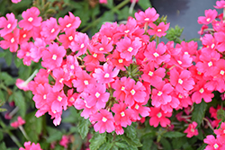 Samira Bright Pink Verbena (Verbena x peruviana 'Samira Bright Pink') at Lakeshore Garden Centres