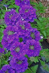 Samira Deep Blue Verbena (Verbena x peruviana 'Samira Deep Blue') at Lakeshore Garden Centres