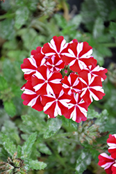 Samira Deep Red Star Verbena (Verbena x peruviana 'Samira Deep Red Star') at Lakeshore Garden Centres