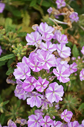Samira Lavender Star Verbena (Verbena x peruviana 'Samira Lavender Star') at Lakeshore Garden Centres