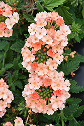 Samira Peach Verbena (Verbena x peruviana 'Samira Peach') at Lakeshore Garden Centres