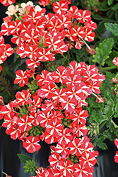 Samira Deep Red Star Verbena (Verbena x peruviana 'Samira Deep Red Star') at Lakeshore Garden Centres