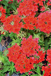 Samira Scarlet Verbena (Verbena x peruviana 'Samira Scarlet') at Lakeshore Garden Centres