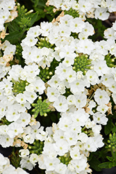 Samira White Verbena (Verbena x peruviana 'Samira White') at Lakeshore Garden Centres