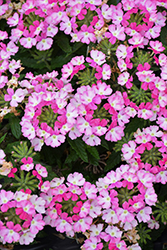 Vanessa Bicolor Pink Verbena (Verbena 'Vanessa Bicolor Pink') at Lakeshore Garden Centres