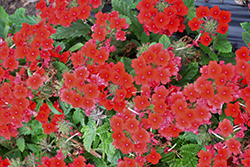 Vanessa Compact Red Verbena (Verbena 'Vanessa Compact Red') at Lakeshore Garden Centres
