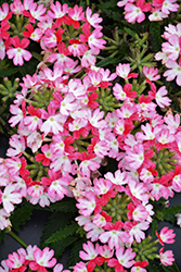 Vanessa Koi Verbena (Verbena 'Vanessa Koi') at Lakeshore Garden Centres