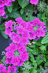 Vanessa Violet Verbena (Verbena 'Vanessa Violet') at Lakeshore Garden Centres
