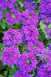 Empress Sun Violet Verbena (Verbena 'Empress Sun Violet') at Lakeshore Garden Centres