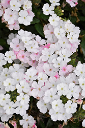 Empress Sun White Blush Verbena (Verbena 'Empress Sun White Blush') at Lakeshore Garden Centres