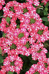 Superbena Royale Cherryburst Verbena (Verbena 'Superbena Royale Cherryburst') at Lakeshore Garden Centres