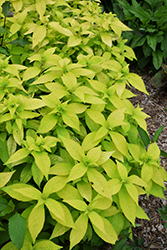 Golden Angel Japanese Shrub Mint (Leucosceptrum japonicum 'Aureum') at Lakeshore Garden Centres