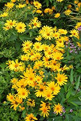 Prima Ballerina False Sunflower (Heliopsis helianthoides 'Prima Ballerina') at Lakeshore Garden Centres