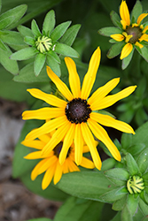 Deam's Coneflower (Rudbeckia fulgida var. deamii) at Lakeshore Garden Centres