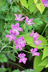 Manescau Heron's Bill (Erodium manescavii) at Lakeshore Garden Centres