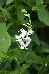 Cool Breeze Gaura (Gaura lindheimeri 'Cool Breeze') at Lakeshore Garden Centres