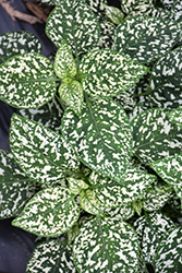 Hippo White Polka Dot Plant (Hypoestes phyllostachya 'G15180') at Lakeshore Garden Centres