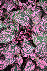 Hippo Rose Polka Dot Plant (Hypoestes phyllostachya 'G14160') at Lakeshore Garden Centres
