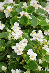 Topspin White Begonia (Begonia 'Topspin White') at Lakeshore Garden Centres