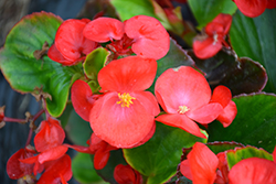 Topspin Scarlet Begonia (Begonia 'Topspin Scarlet') at Lakeshore Garden Centres