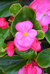 Topspin Rose Begonia (Begonia 'Topspin Rose') at Lakeshore Garden Centres