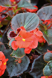 Eureka Bronze Leaf Red Begonia (Begonia 'Eureka Bronze Leaf Red') at Lakeshore Garden Centres