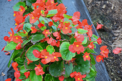 Eureka Green Leaf Scarlet Begonia (Begonia 'Eureka Green Leaf Scarlet') at Lakeshore Garden Centres