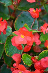 Eureka Green Leaf Scarlet Begonia (Begonia 'Eureka Green Leaf Scarlet') at Lakeshore Garden Centres