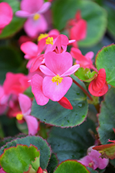 Eureka Green Leaf Rose Begonia (Begonia 'Eureka Green Leaf Rose') at Lakeshore Garden Centres