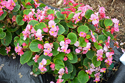 Eureka Green Leaf Pink Begonia (Begonia 'Eureka Green Leaf Pink') at Lakeshore Garden Centres