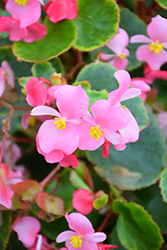 Eureka Green Leaf Pink Begonia (Begonia 'Eureka Green Leaf Pink') at Lakeshore Garden Centres