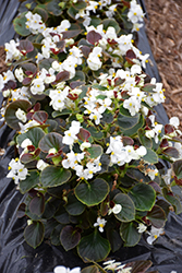 Eureka Bronze Leaf White Begonia (Begonia 'Eureka Bronze Leaf White') at Lakeshore Garden Centres