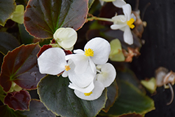 Eureka Bronze Leaf White Begonia (Begonia 'Eureka Bronze Leaf White') at Lakeshore Garden Centres