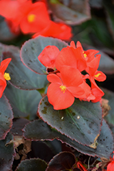 Eureka Bronze Leaf Scarlet Begonia (Begonia 'Eureka Bronze Leaf Scarlet') at Lakeshore Garden Centres