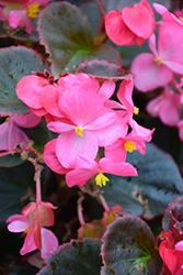 Eureka Bronze Leaf Rose Begonia (Begonia 'Eureka Bronze Leaf Rose') at Lakeshore Garden Centres
