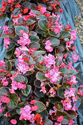 Eureka Bronze Leaf Rose Begonia (Begonia 'Eureka Bronze Leaf Rose') at Lakeshore Garden Centres