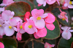 Eureka Bronze Leaf Pink Begonia (Begonia 'Eureka Bronze Leaf Pink') at Lakeshore Garden Centres