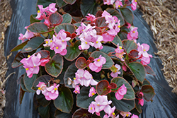 Eureka Bronze Leaf Pink Begonia (Begonia 'Eureka Bronze Leaf Pink') at Lakeshore Garden Centres