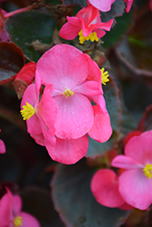 Bada Boom Rose Begonia (Begonia 'Bada Boom Rose') at Lakeshore Garden Centres