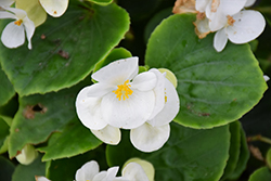 Bada Bing White Begonia (Begonia 'Bada Bing White') at Lakeshore Garden Centres